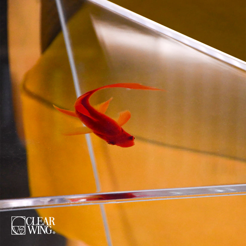 Plexi Side Table fish print